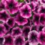 Petunia – Cascadia Purple Ice – 10″ Hanging Basket